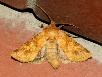 Conisania (Luteohadena) luteago