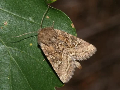 Luperina dumerilii