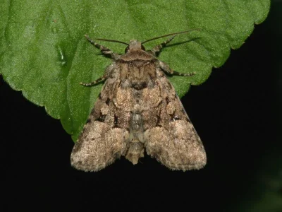 Clemathada calberlai