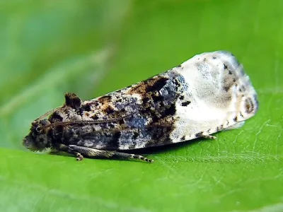 Hedya nubiferana