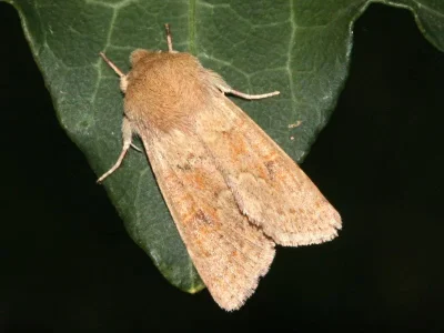 Orthosia (Monima) miniosa