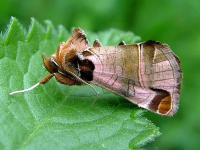 Plusidia cheiranthi