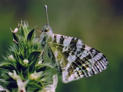 Euchloe (Euchloe) belemia
