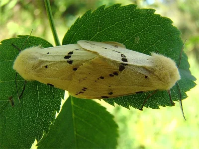 Spilarctia (Spilarctia) lutea