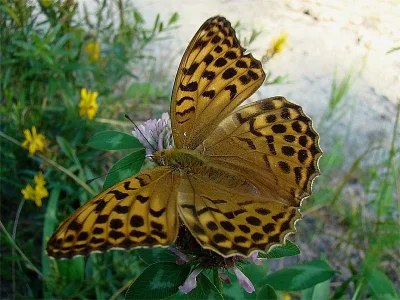 Argynnis (Argynnis) paphia