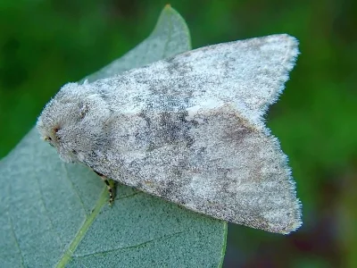Polymixis (Polymixis) dubia