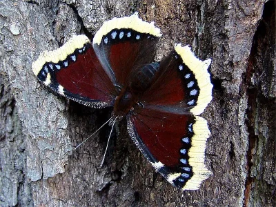 Nymphalis (Nymphalis) antiopa