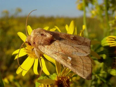 Mythimna (Mythimna) conigera