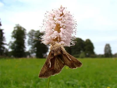 Macdunnoughia (Macdunnoughia) confusa