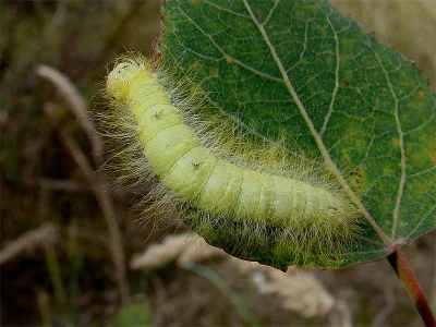 Acronicta (A.) leporina