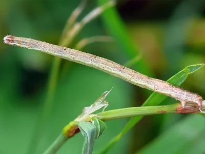 Scopula (S.) rubiginata