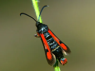 Pyropteron (Pyropteron) chrysidiformis