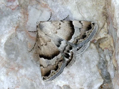 Odice blandula