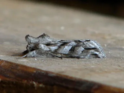 Cucullia fraudatrix