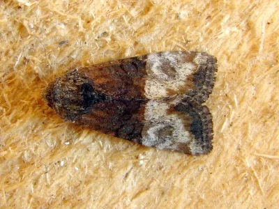 Mesoligia furuncula