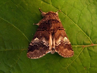 Drymonia querna