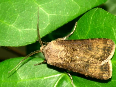 Agrotis (Agrotis) segetum