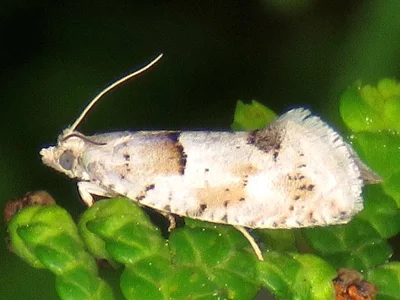 Epinotia bilunana