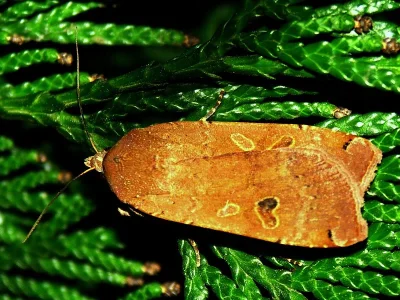 Noctua orbona