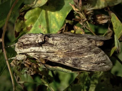 Agrius convolvuli