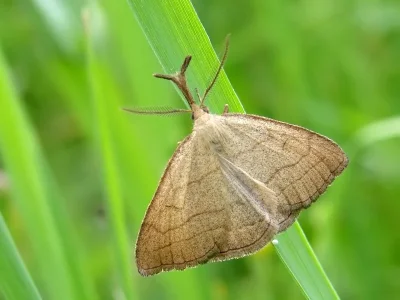 Polypogon tentacularia