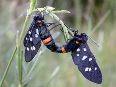 Amata (Syntomis) marjana