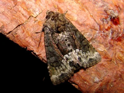 Oligia strigilis