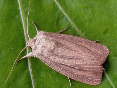 Mythimna (Mythimna) pudorina