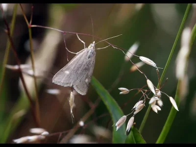 Udea uliginosalis
