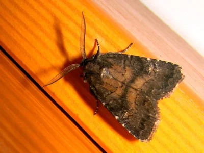 Charanyca (Rusina) ferruginea