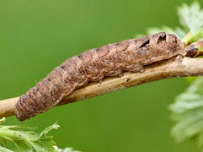 Xestia (X.) triangulum