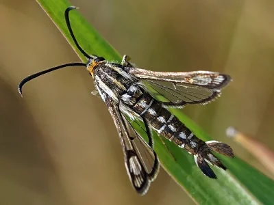 Pyropteron (Synansphecia) triannuliformis