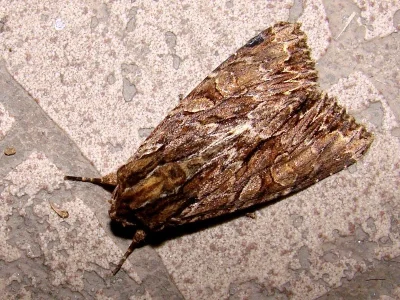 Apamea (Abromias) monoglypha