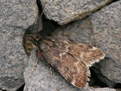 Asarta aethiopella
