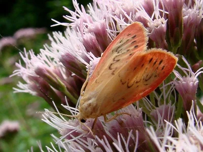 Miltochrista miniata