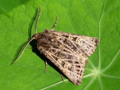 Tholera decimalis