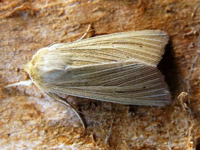 Mythimna (Mythimna) impura