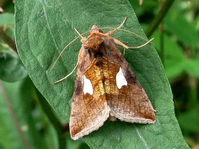 Autographa bractea
