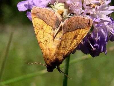 Pyrrhia umbra