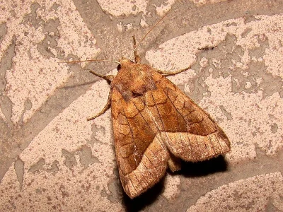 Hydraecia micacea