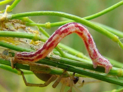 Eupithecia centaureata