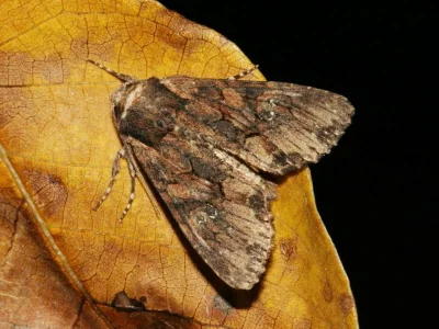 Mniotype solieri