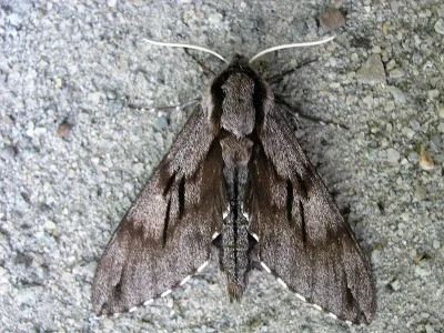 Sphinx pinastri