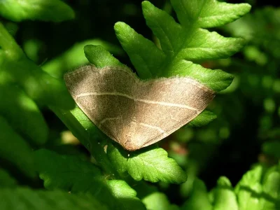 Trisateles emortualis