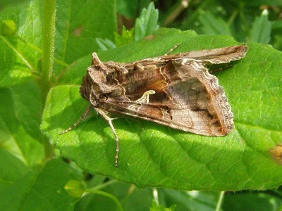 Autographa gamma