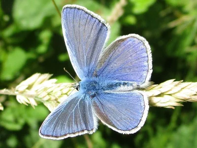 Polyommatus (Polyommatus) icarus