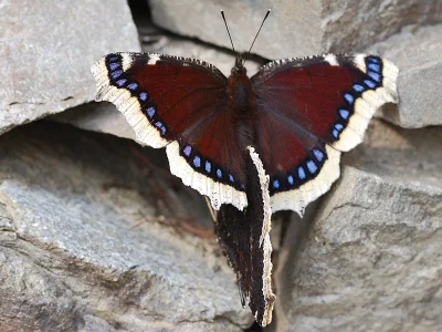 Nymphalis (Nymphalis) antiopa