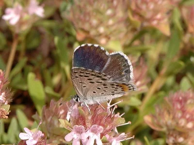 Pseudophilotes vicrama