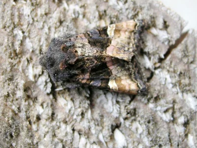 Euplexia lucipara