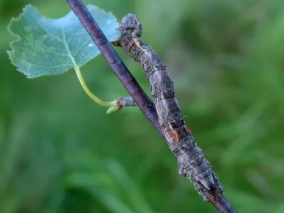 Odontopera bidentata